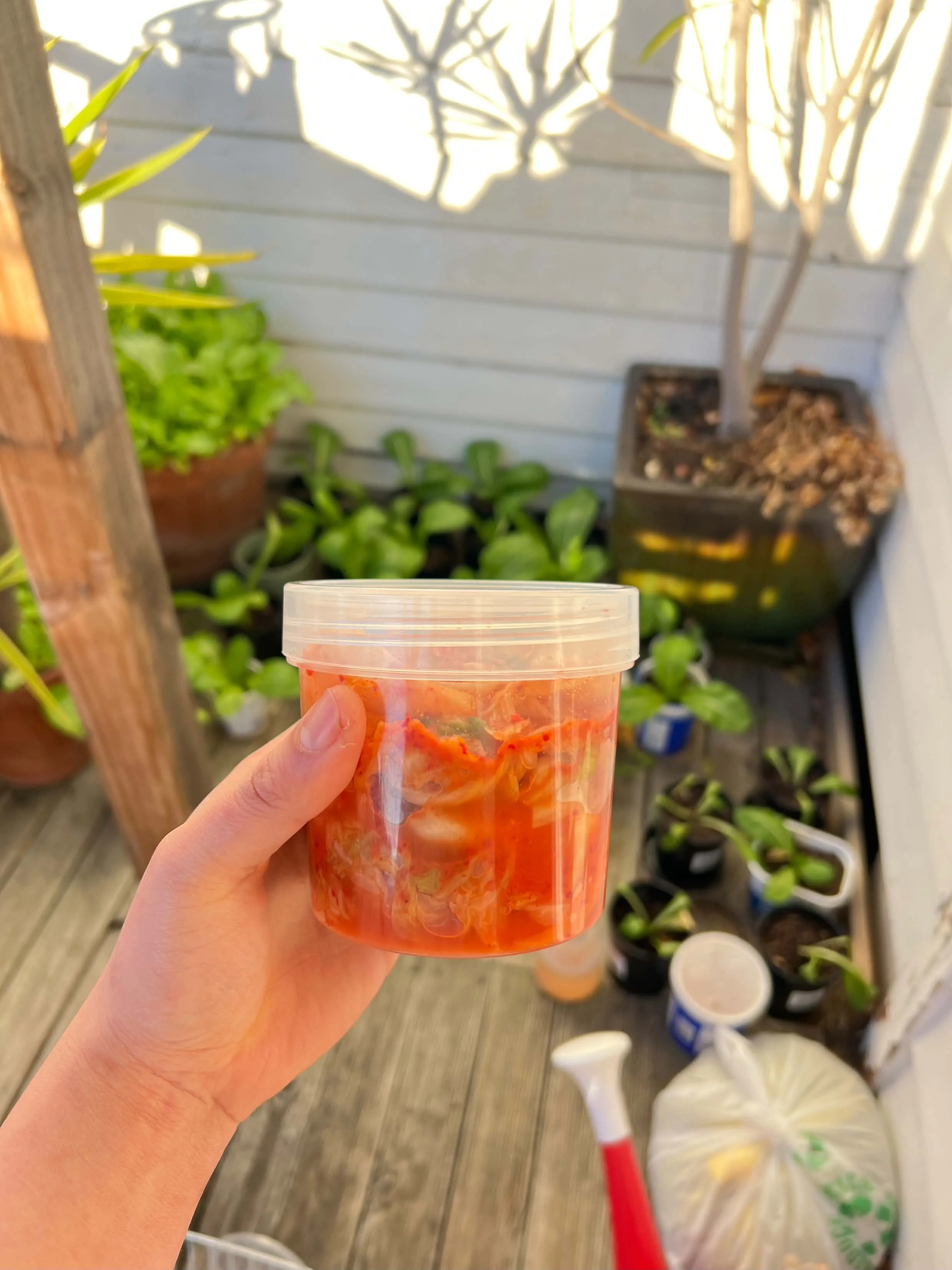 Kimchi In Hobart — Single jar of fresh kimchi
